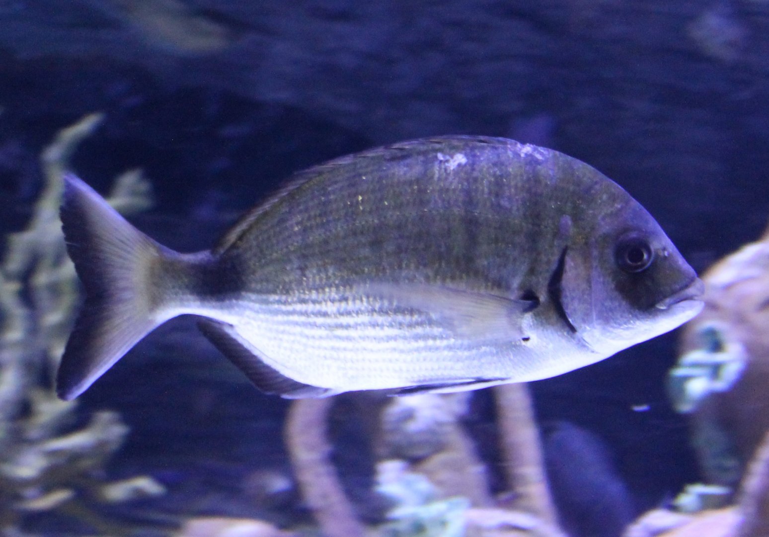 Diplodus sargus