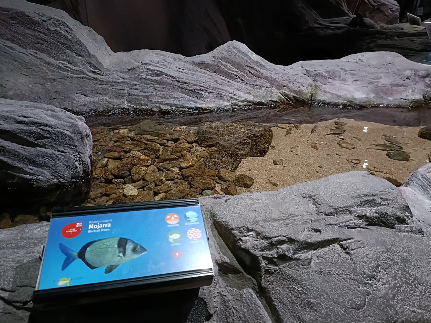 Diplodus vulgaris exhibit - Bioparc Acuario de Gijón