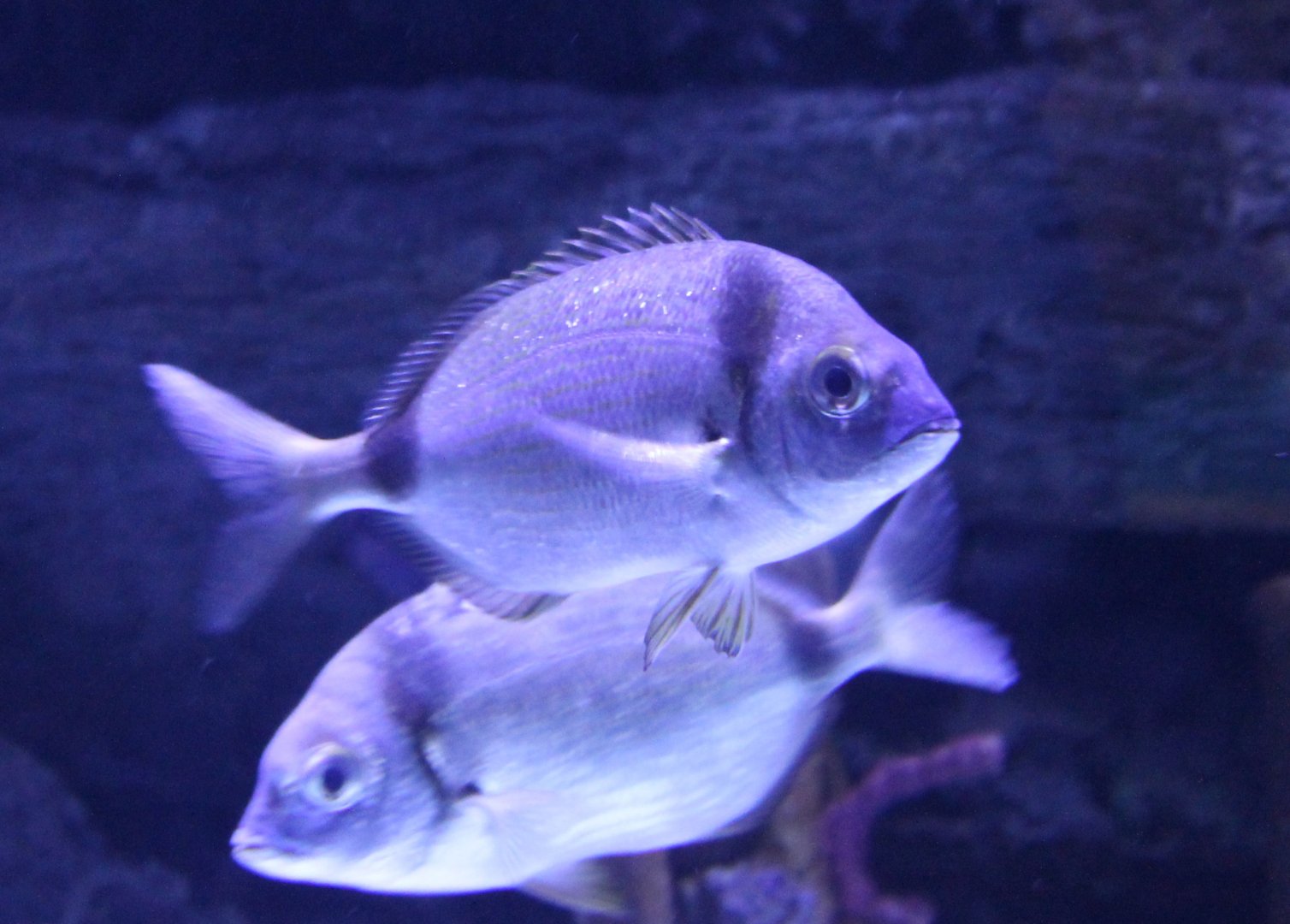 Diplodus vulgaris