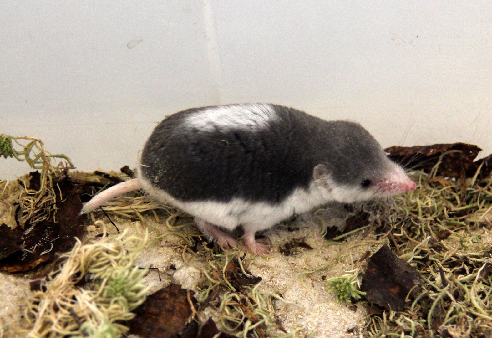 (Diplomesodon pulchellum) Piebald shrew