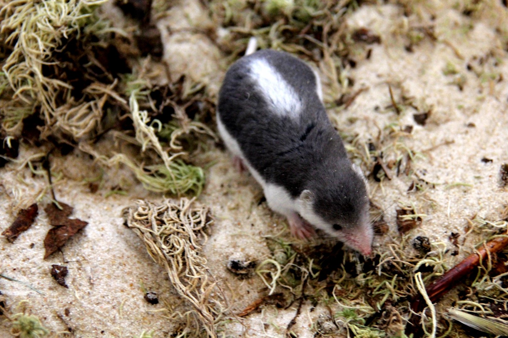 (Diplomesodon pulchellum) Piebald shrew