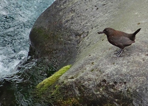 Dipper.