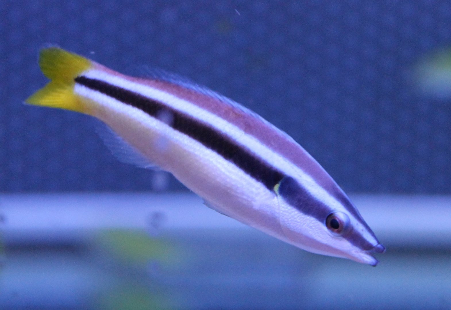 Diproctacanthus xanthurus