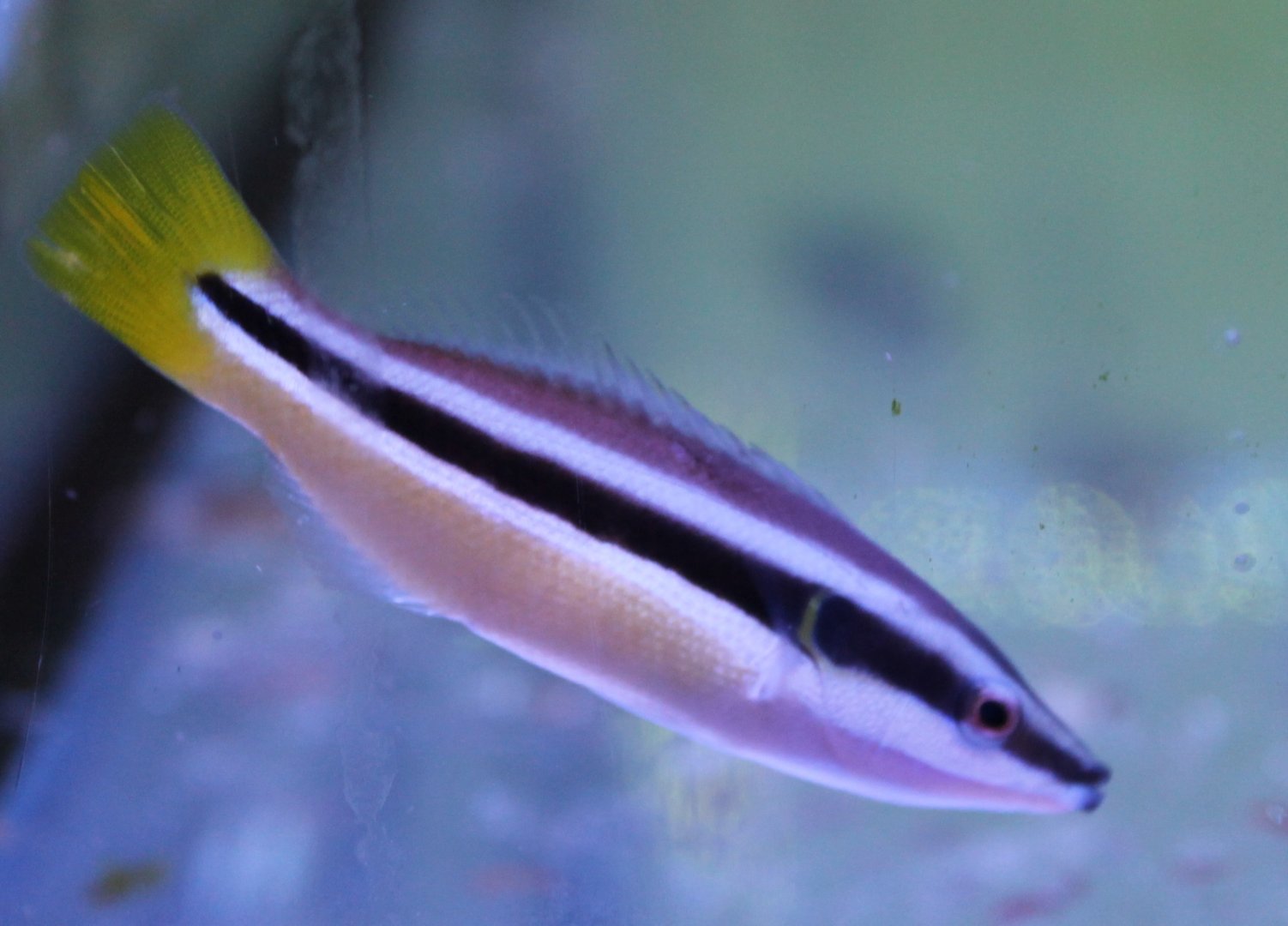 Diprotacanthus xanthurus - Yellow-tailed cleaner wrasse