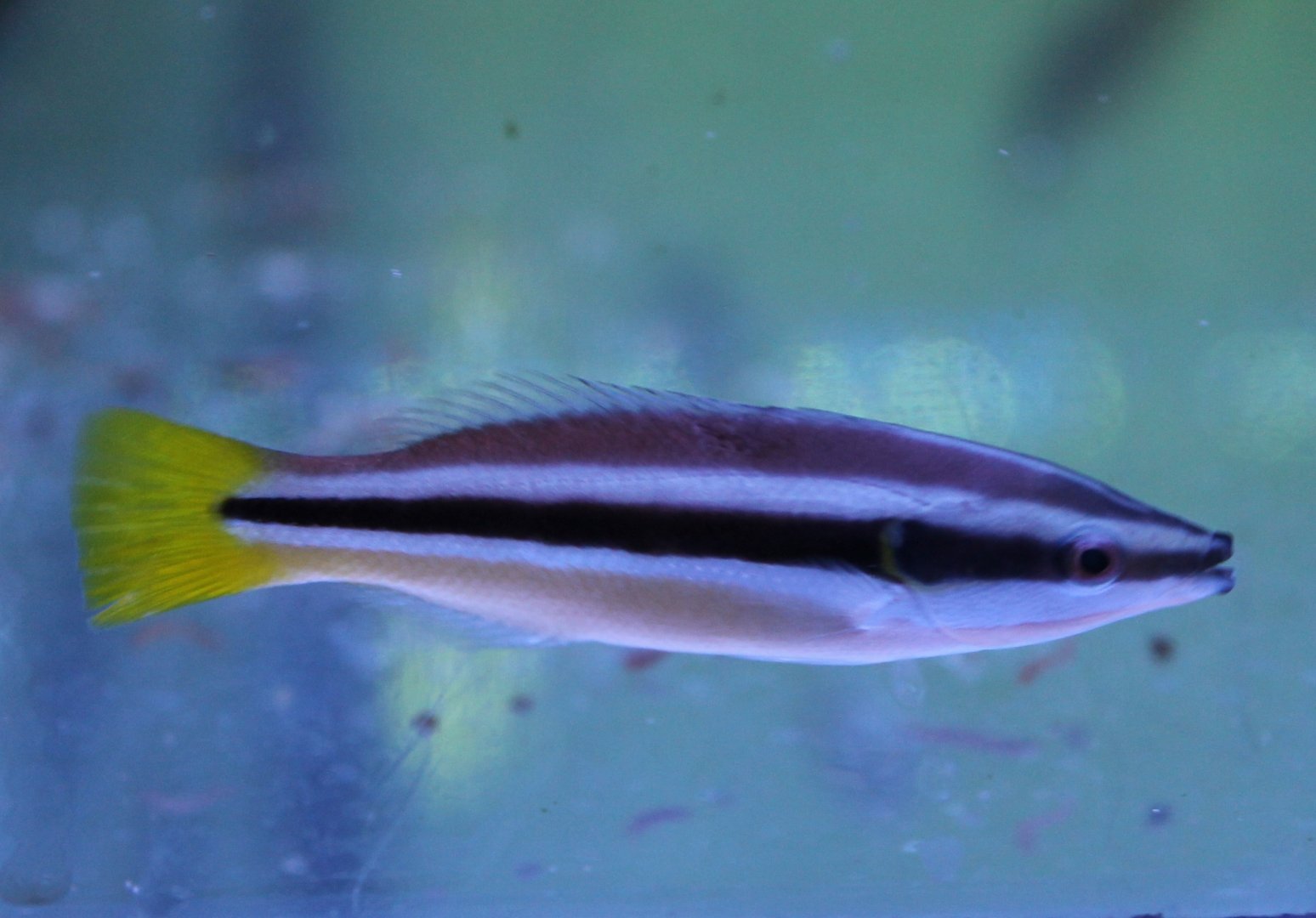 Diprotacanthus xanthurus - Yellow-tailed cleaner wrasse