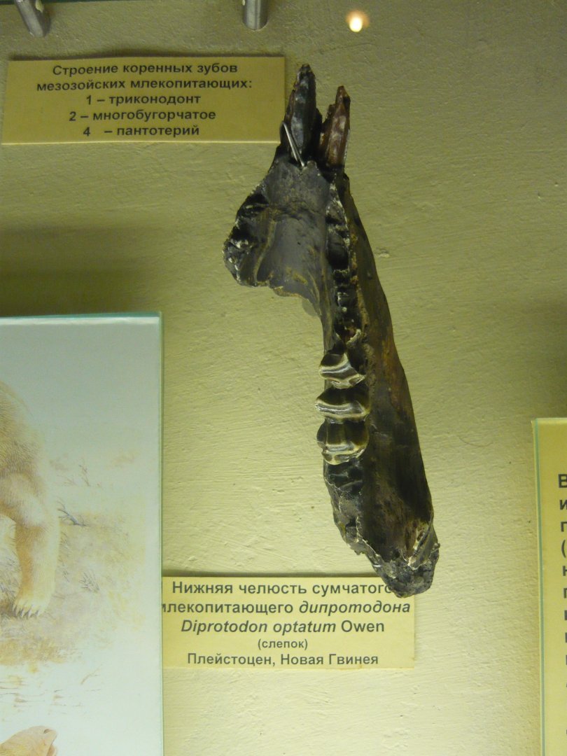 Diprotodon optatum mandible (cast)