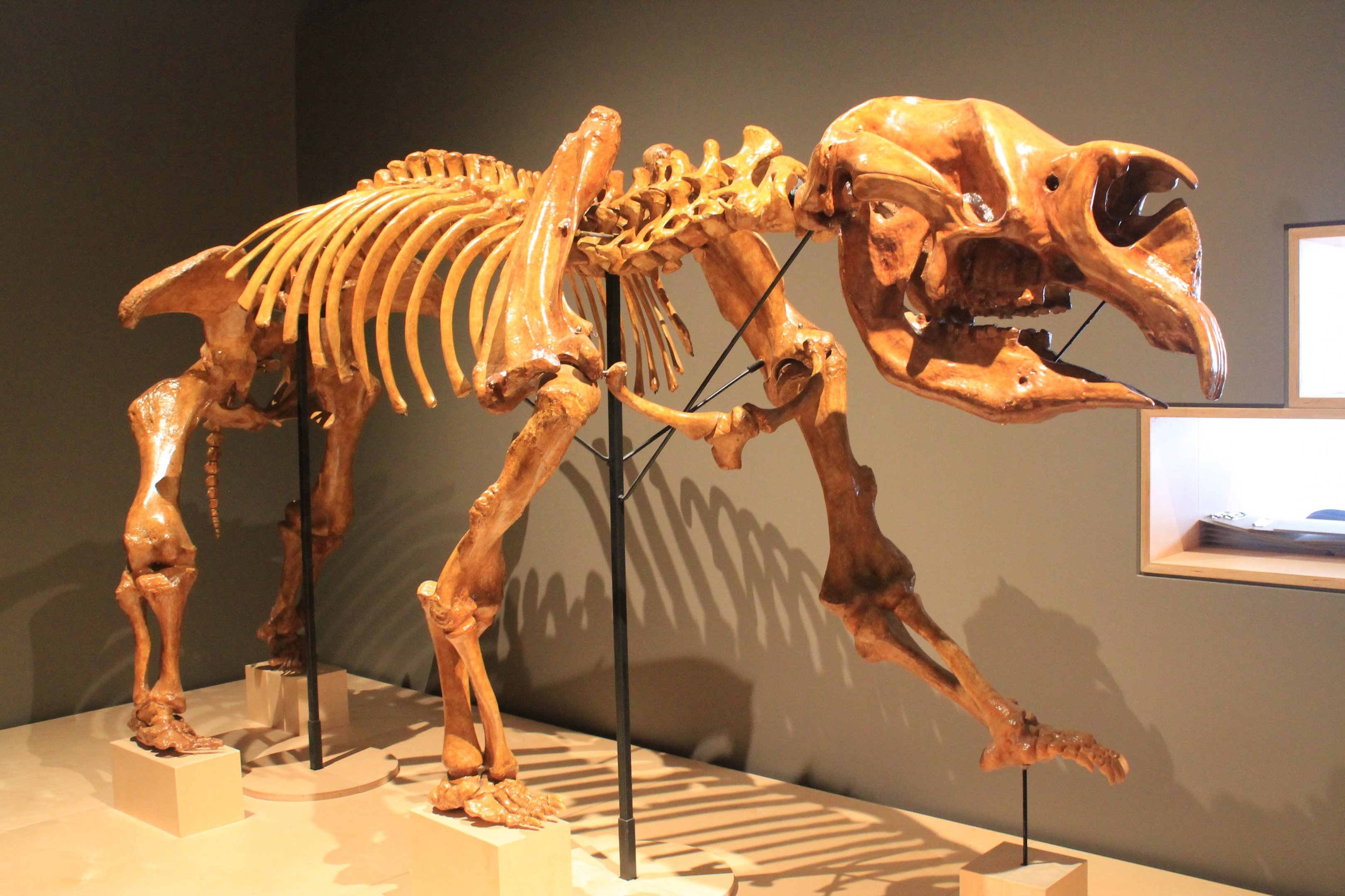 Diprotodon optatum - Megafauna Central museum