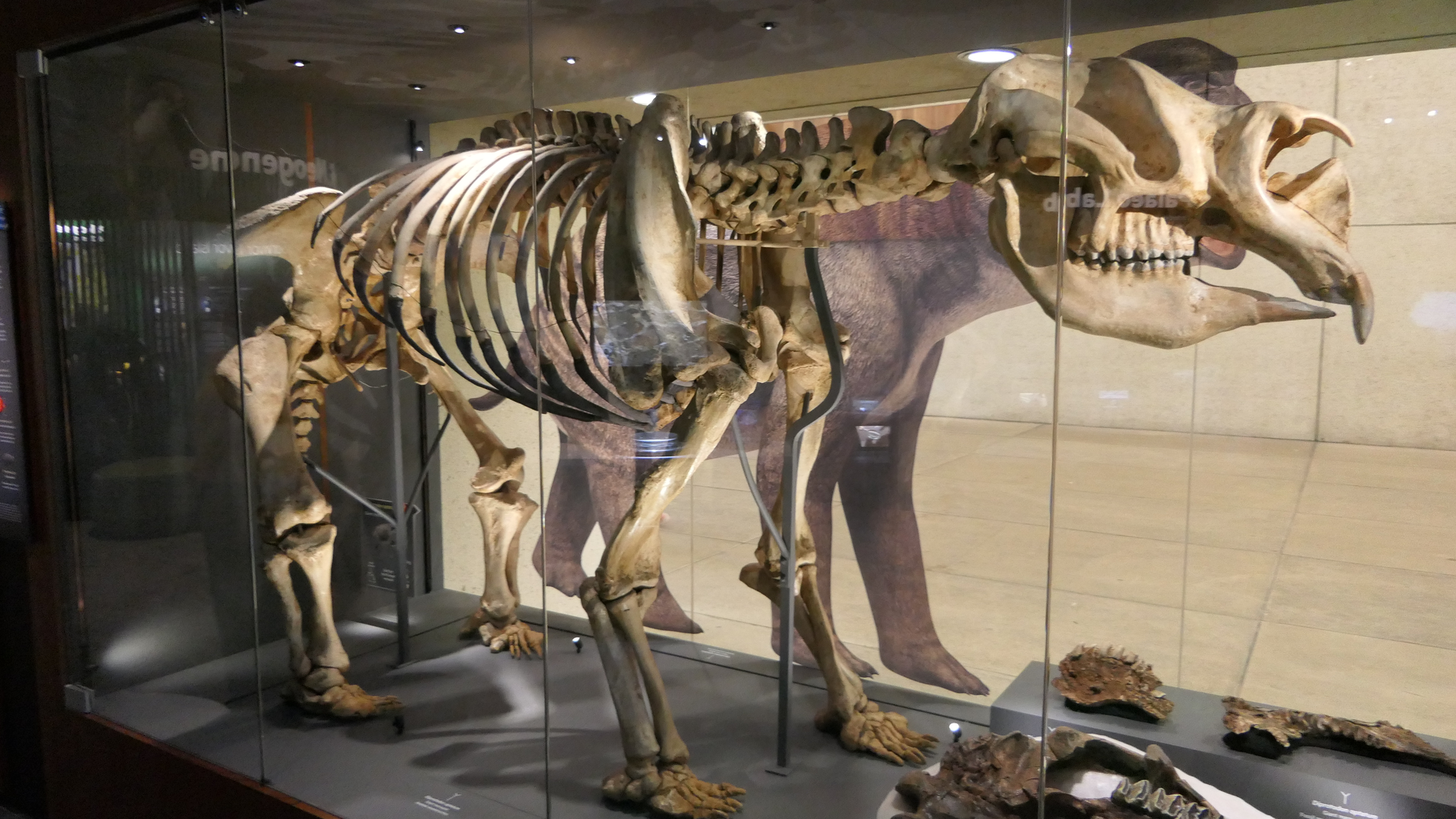 Diprotodon optatum