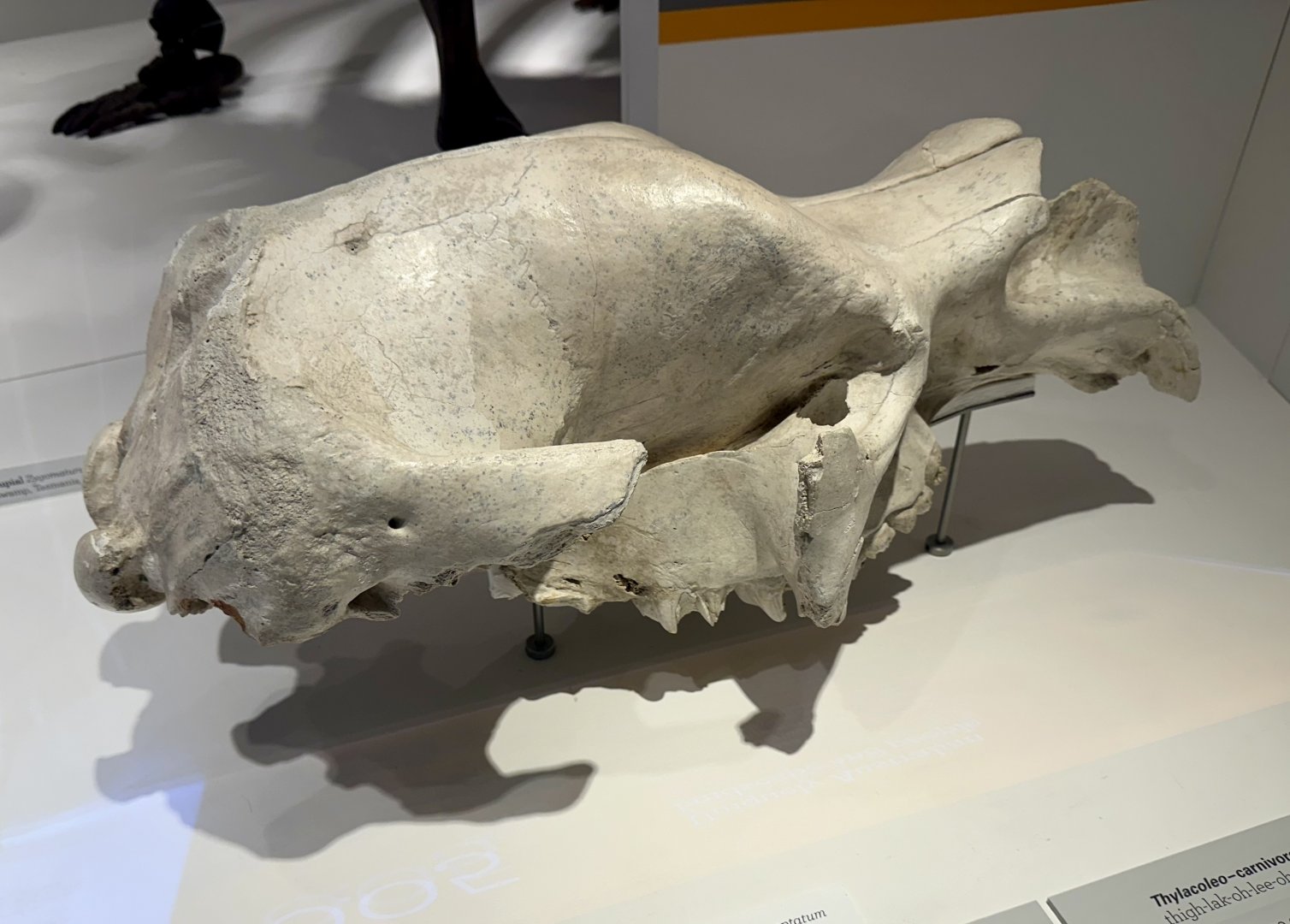 Diprotodon (Skull)