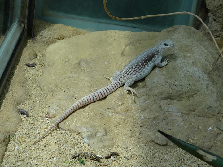 Dipsosaurus dorsalis