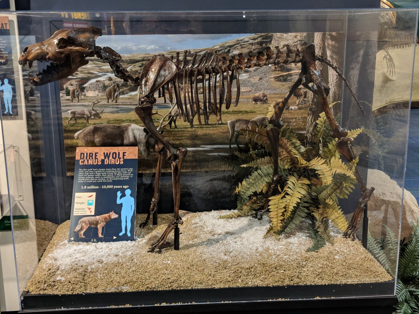 Dire wolf (Canis dirus) skeleton