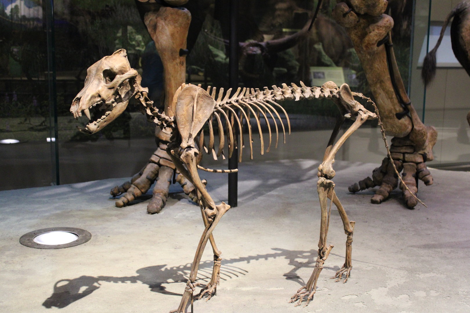 Dire Wolf Skeleton (Aenocyon dirus)