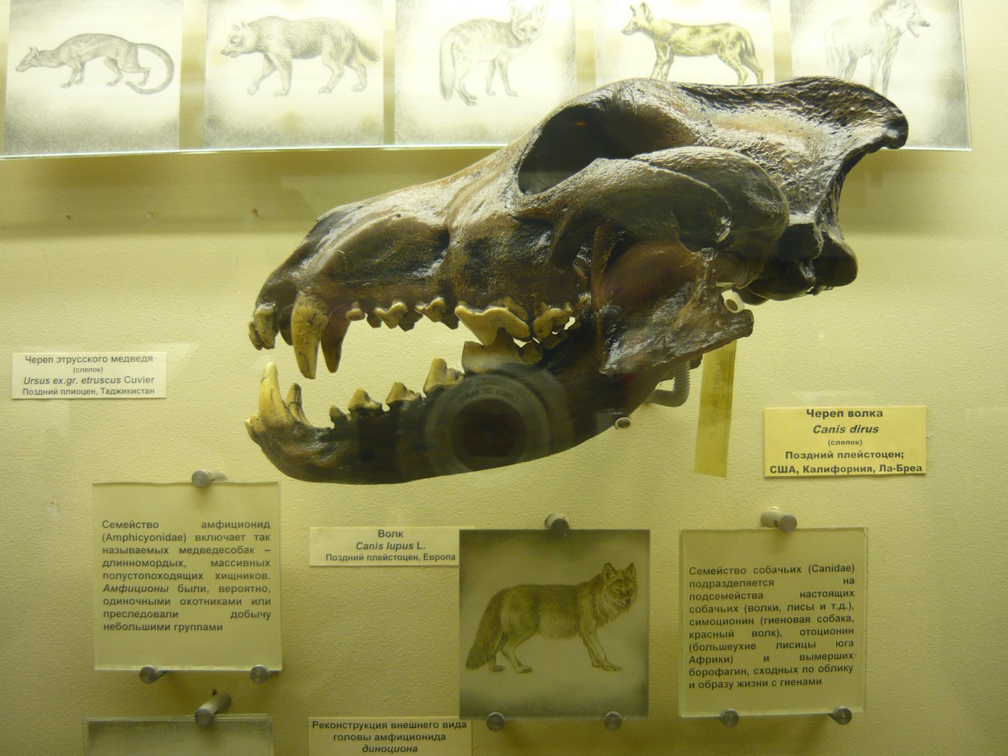 Dire wolf skull (cast)