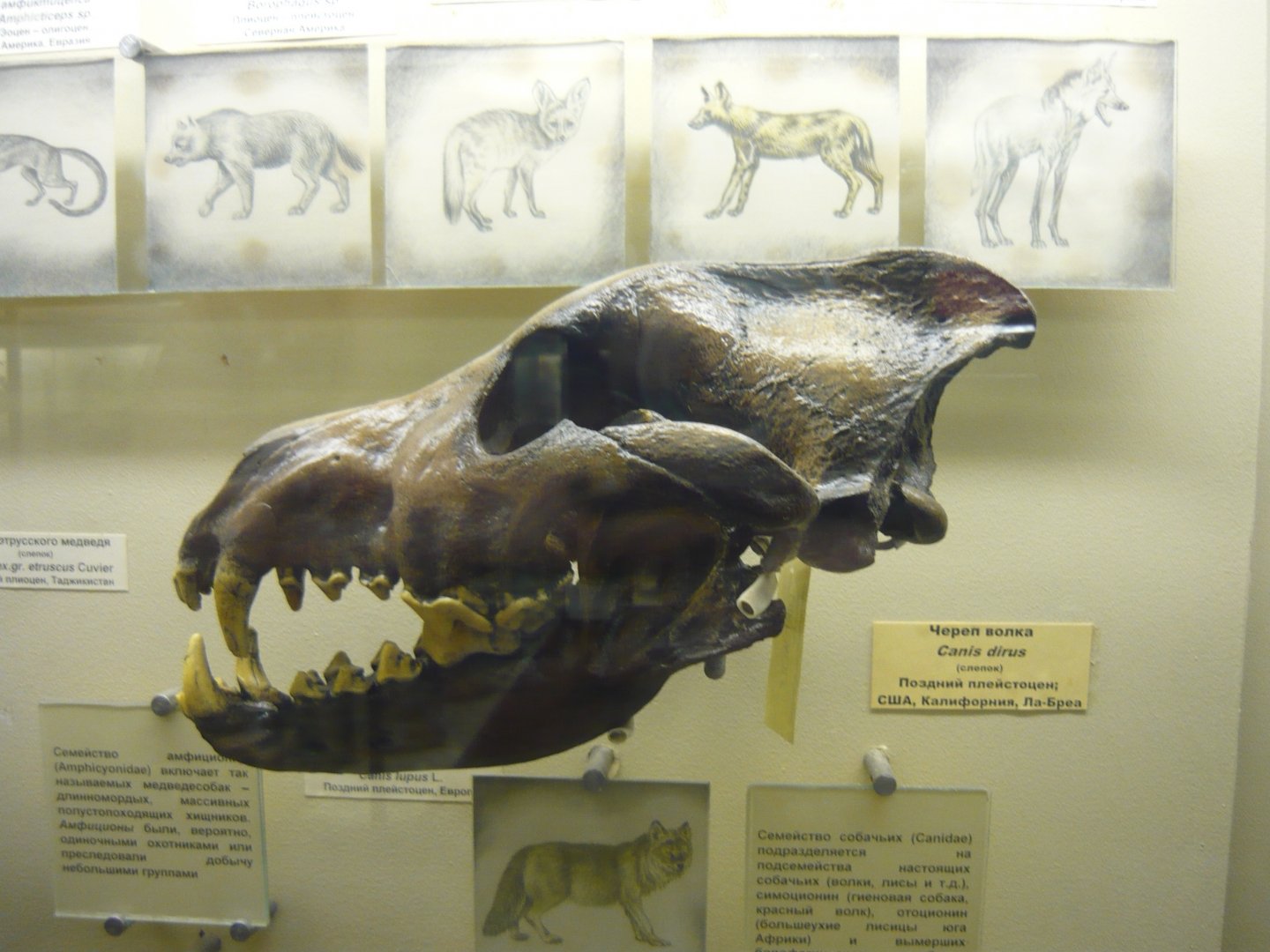 Dire wolf skull (cast)