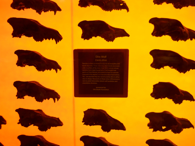 Dire wolf skull wall