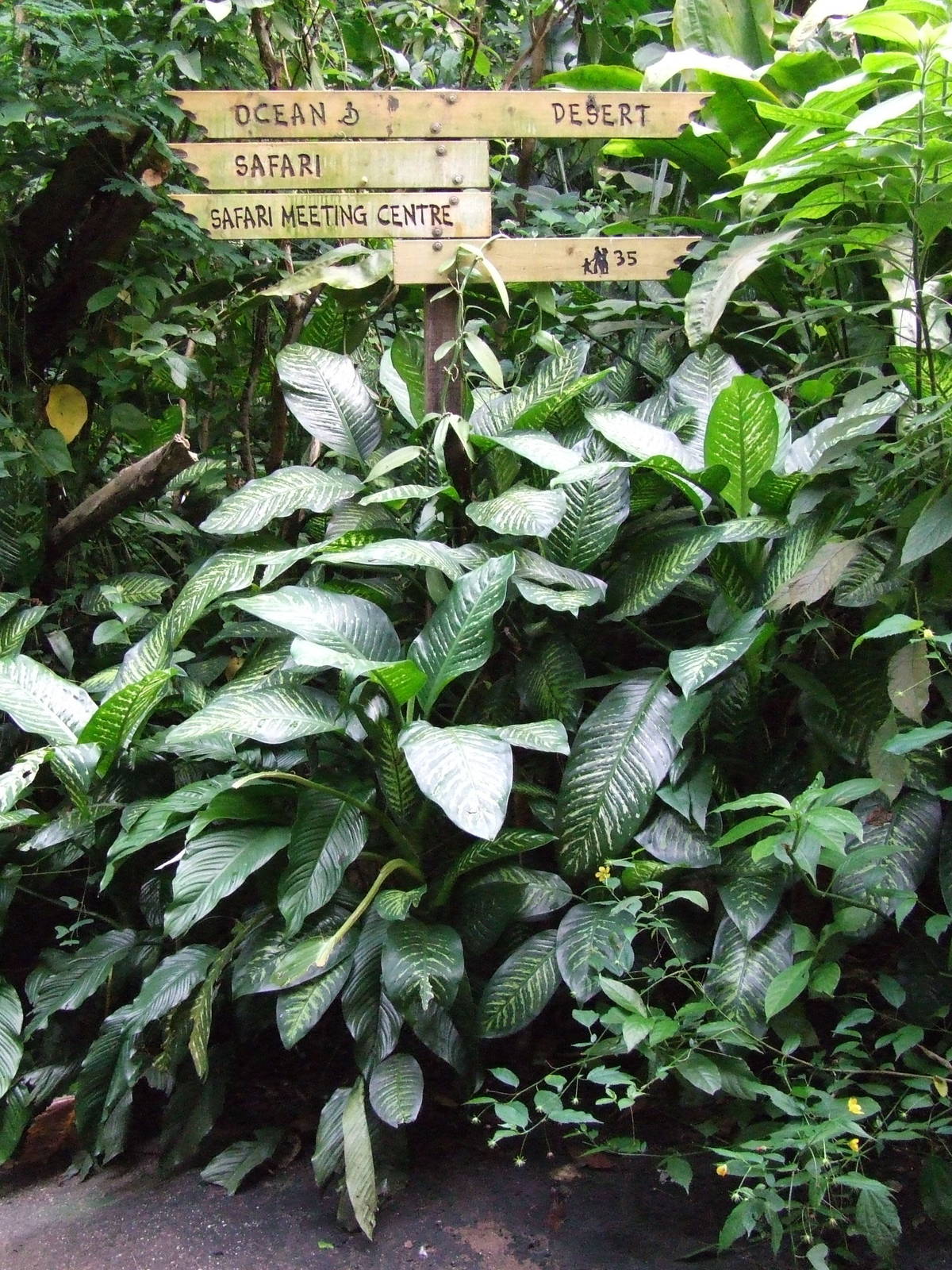 Directions, Burgers Bush