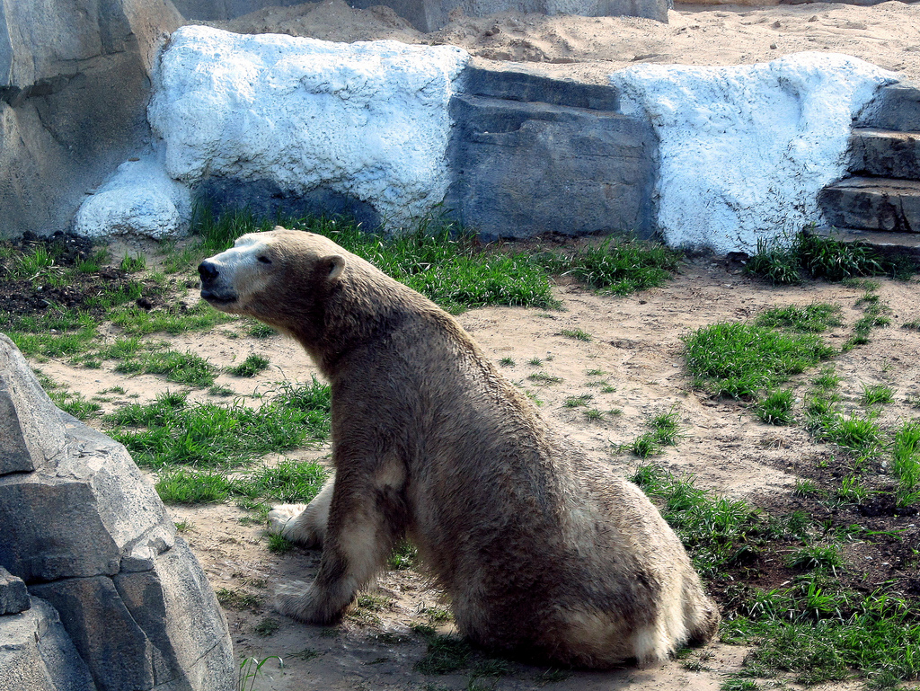 Dirty Polar Bear