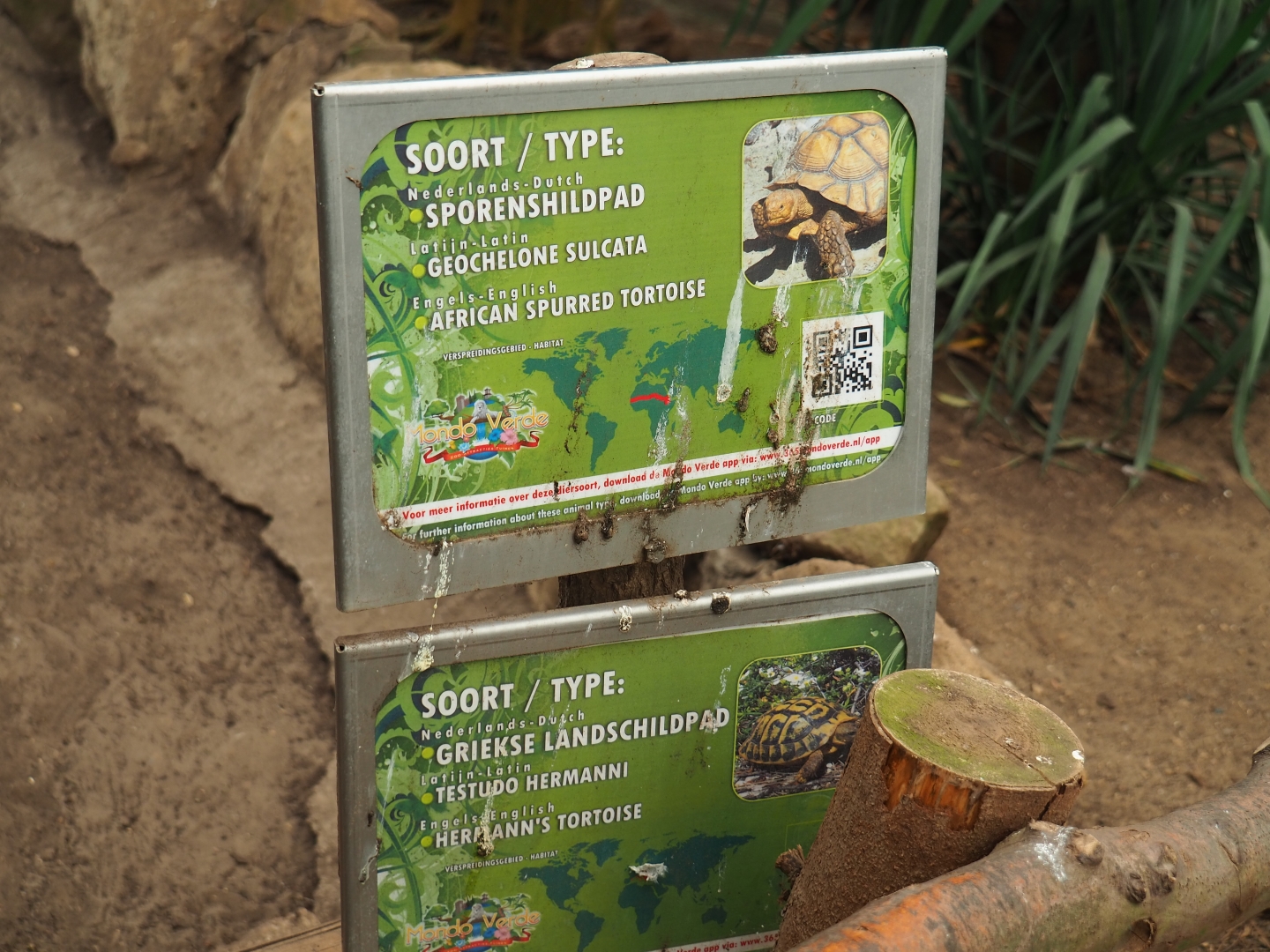 Dirty tortoise signs (Aug 28th, 2018)