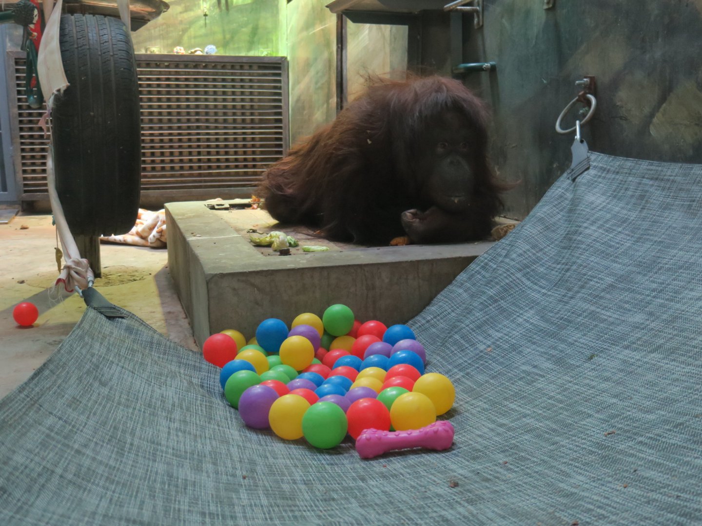 disabled orangutan rehabilitation
