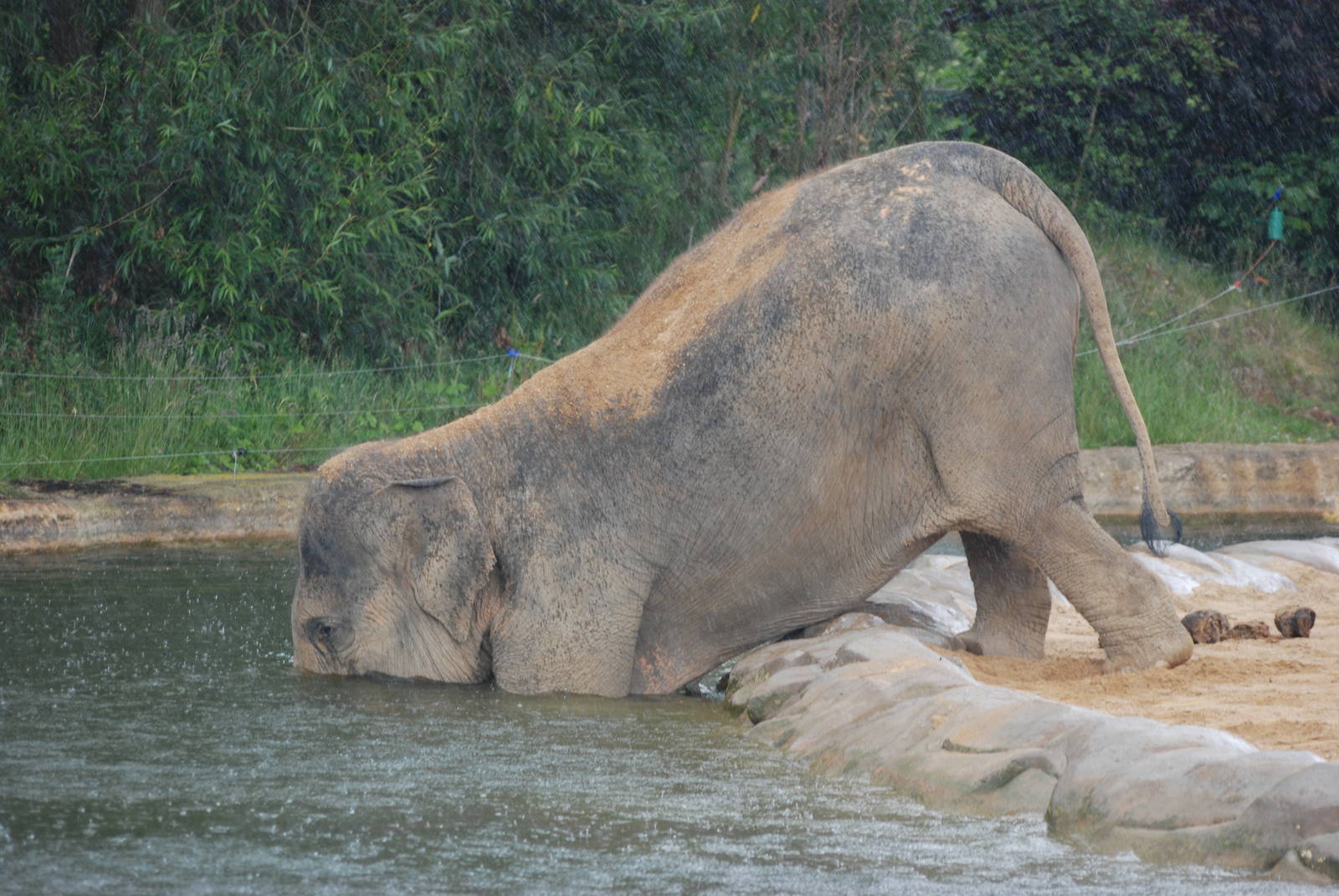 Disappearing Elephant at Twycross, 18/06/11