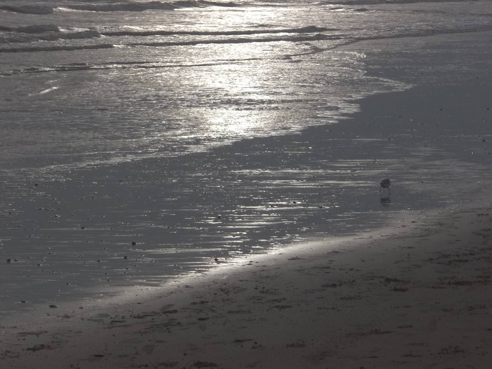 Disappearing Sanderling, South Beach, Bridlington; 1st January 2015