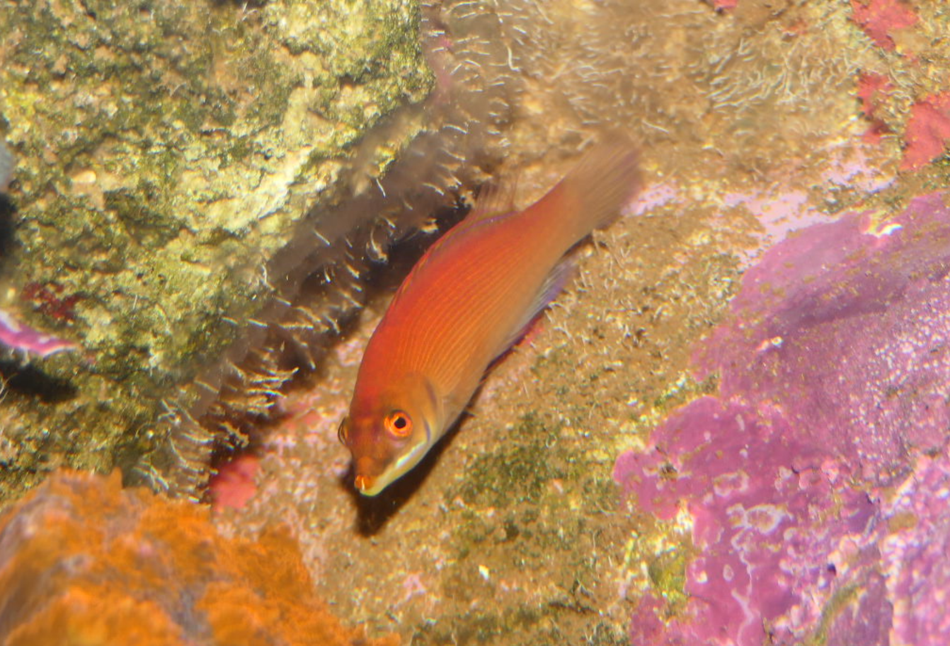 Disappearing Wrasse (Pseudocheilinus evanidus)