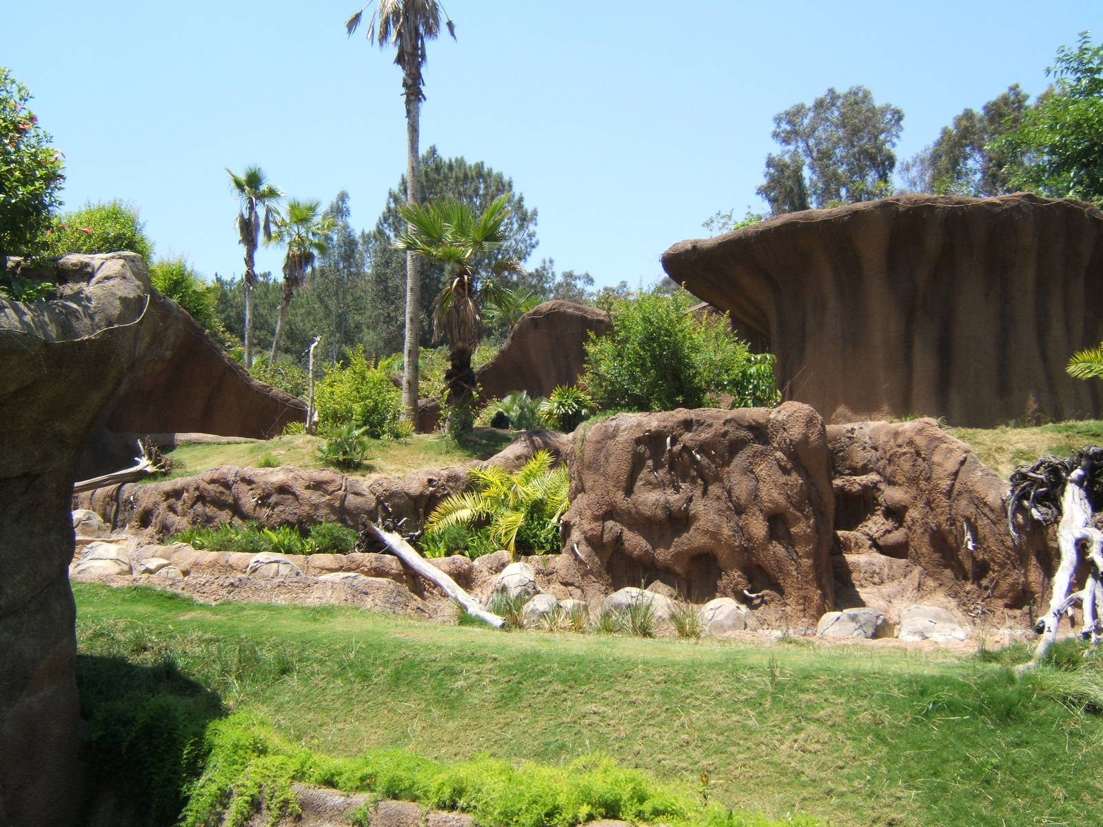 Disappointing Gorilla Exhibit