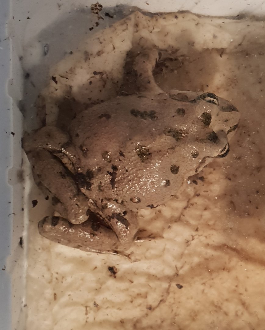 Discoglossus scovazzi