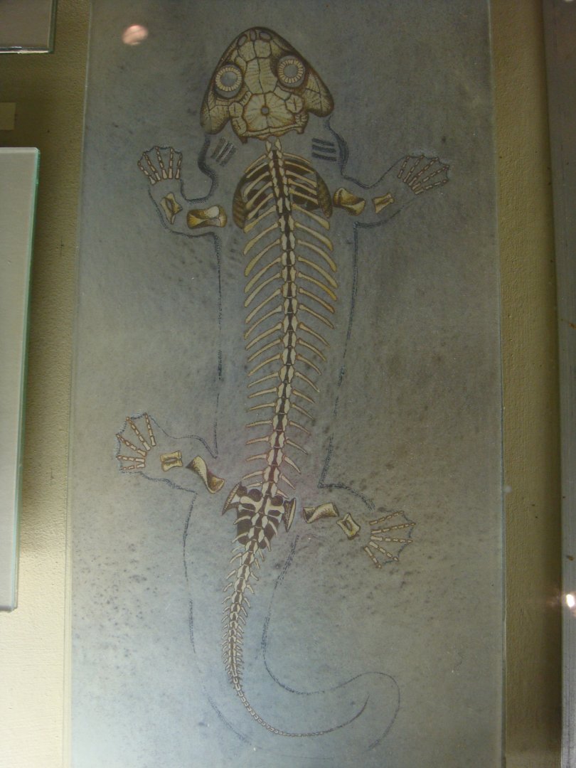 Discosauriscid skeleton reconstruction