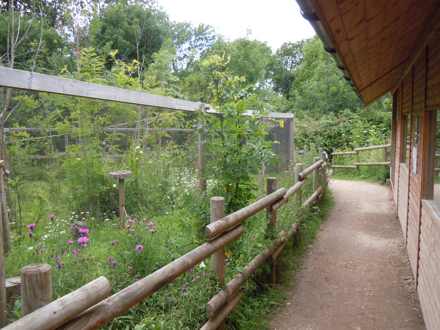 Discover Madagascar - Lac Alaotra gentle lemur enclosure 290620