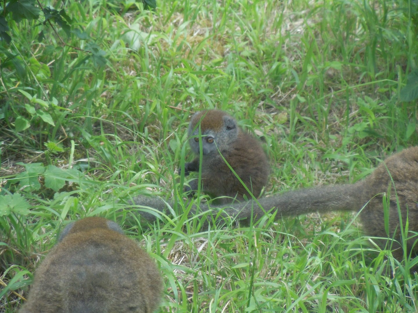 Discover Madagascar - Lac Alaotra gentle lemur juvenile 290620