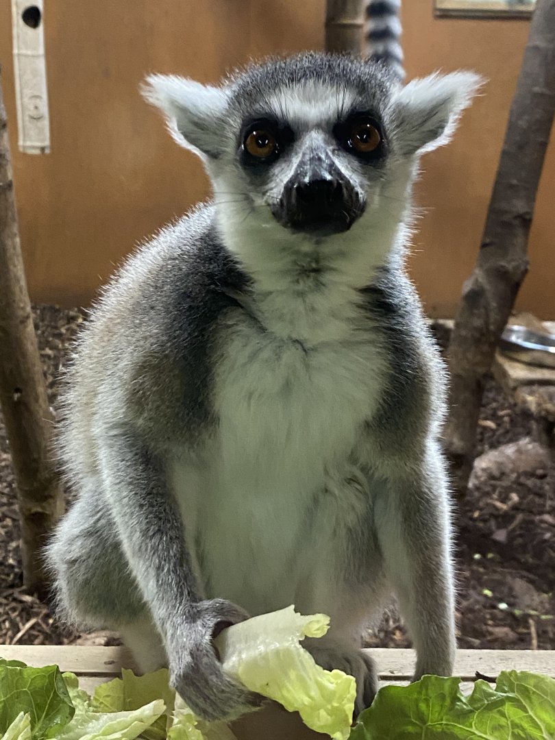 Discover Madagascar - Ring-tailed lemur 290620