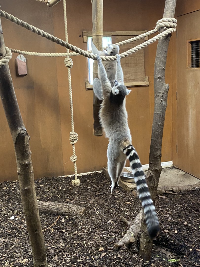 Discover Madagascar - Ring-tailed lemurs 290620