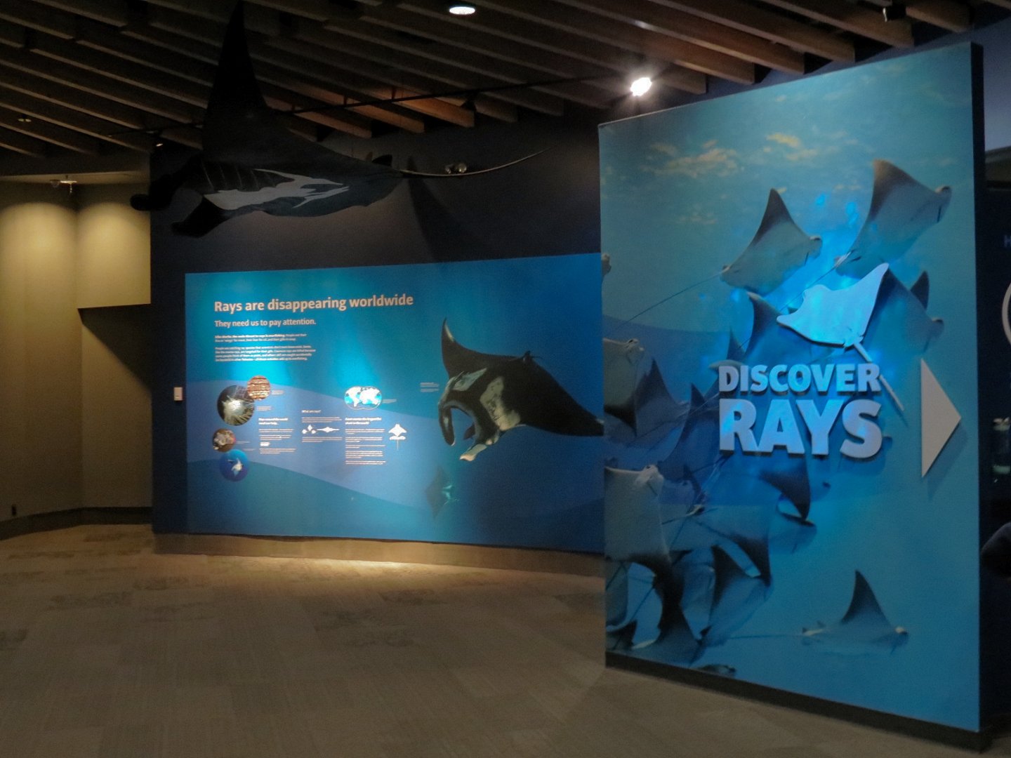 Discover Rays - Entrance