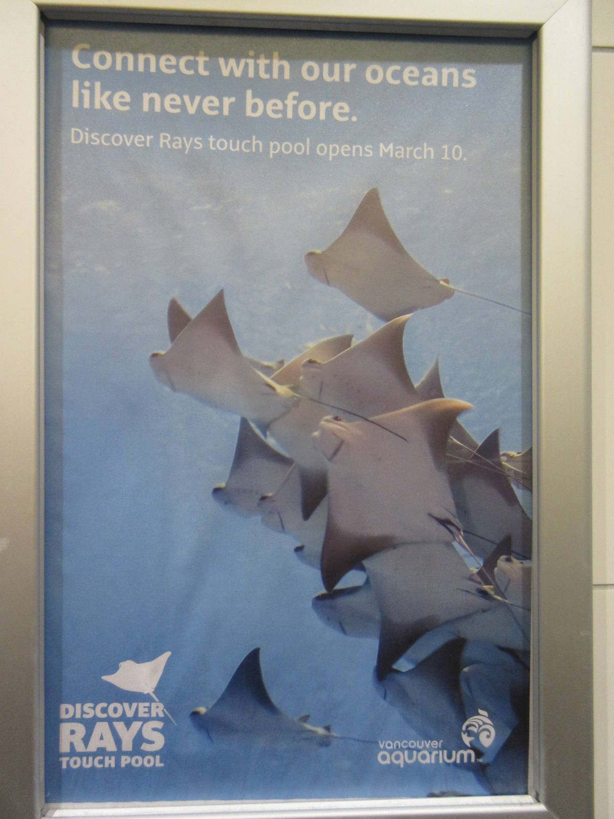 Discover Rays - Poster