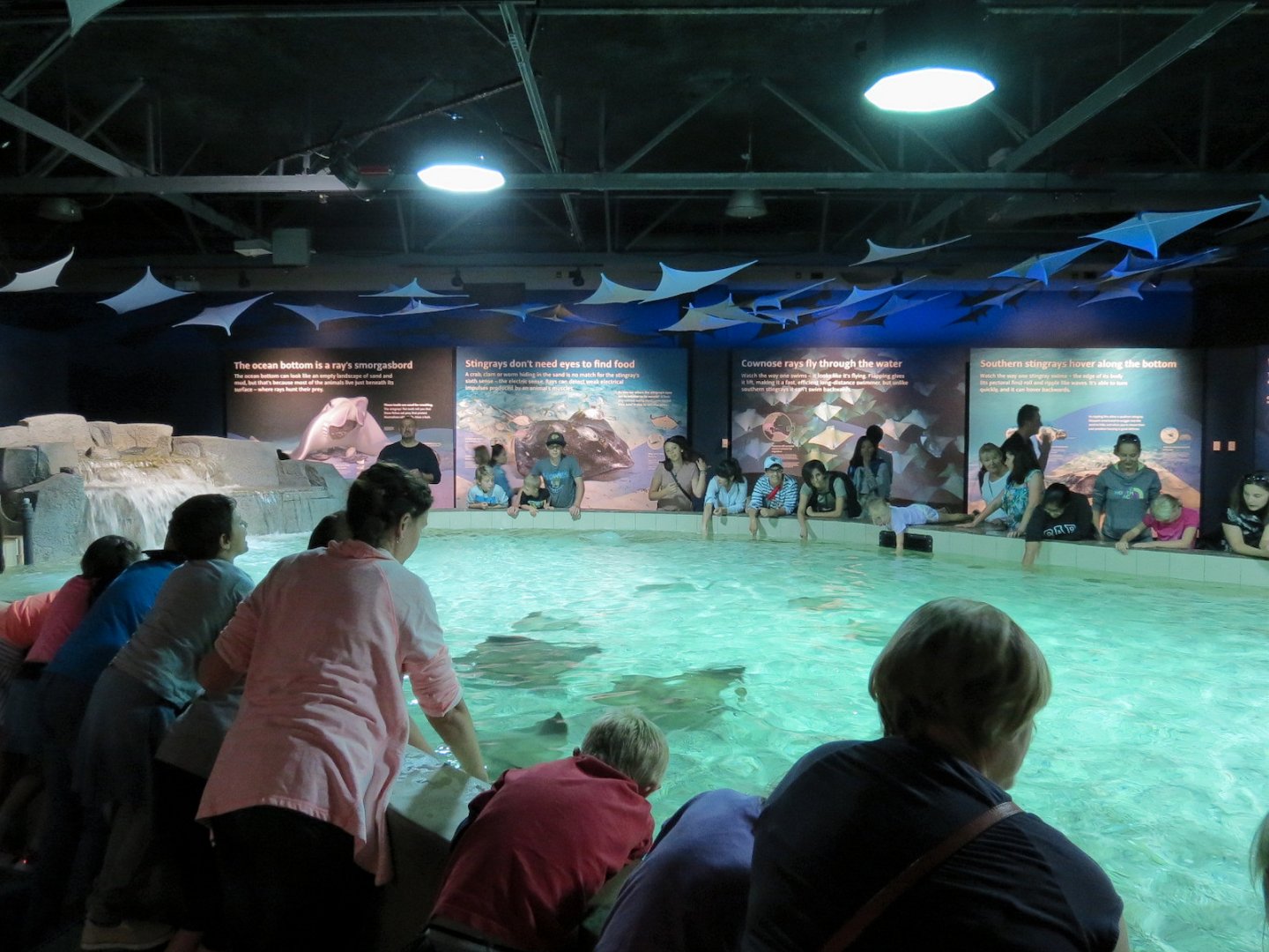 Discover Rays - Touch Pool