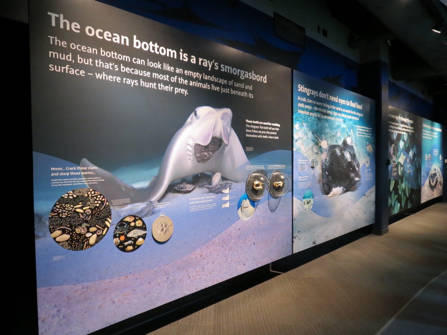 Discover Rays - Wall Signage