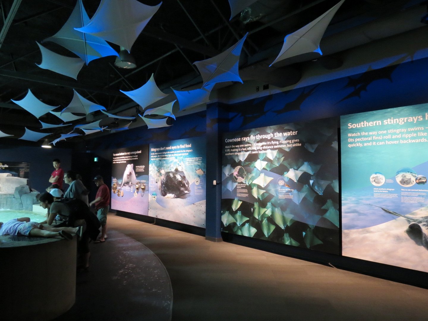 Discover Rays - Wall Signage