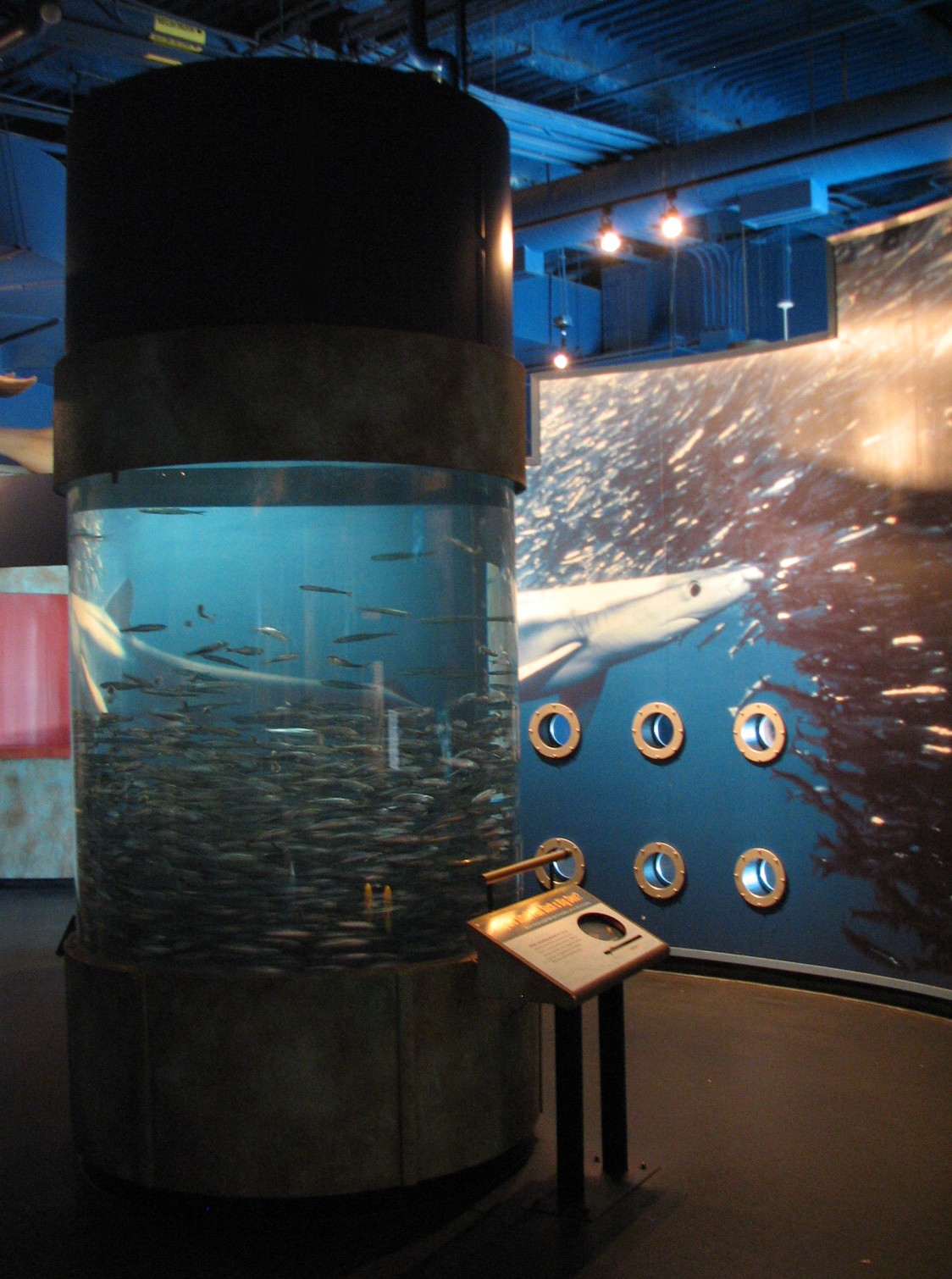 Discover the Bay - Anchovy Exhibit