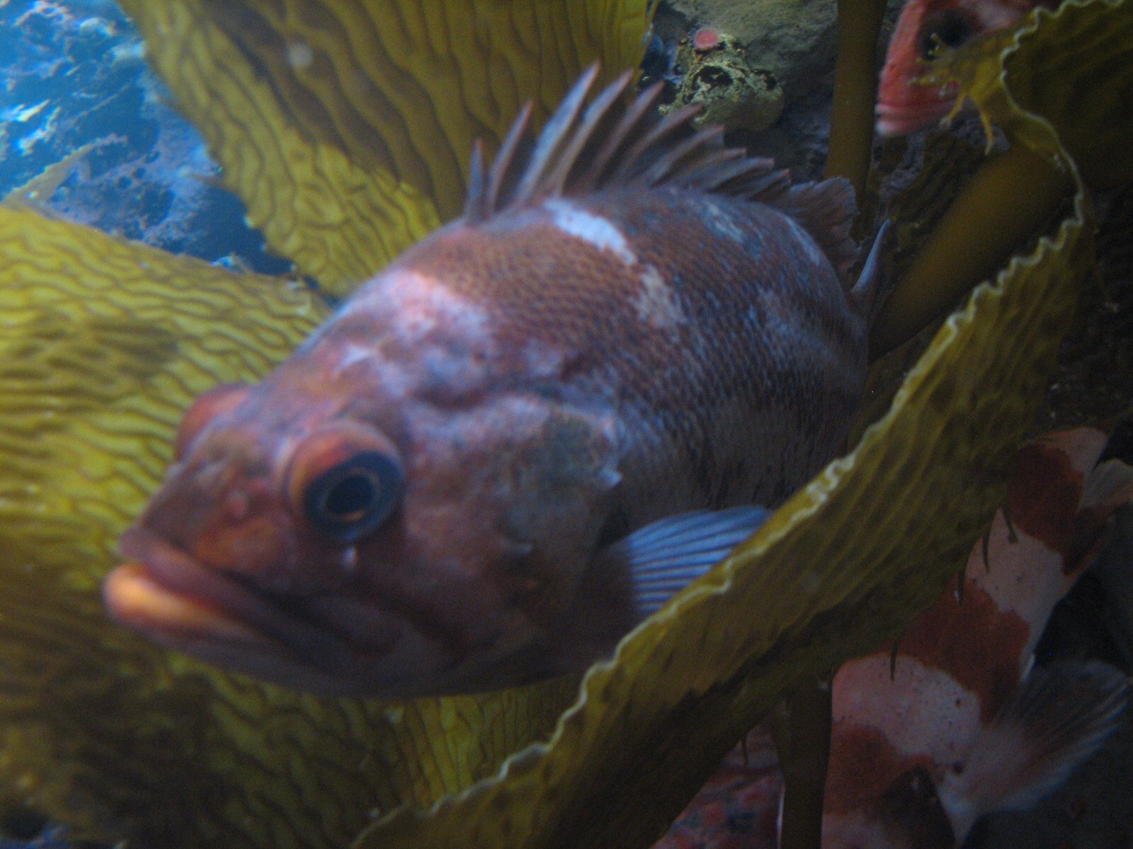 Discover the Bay - Fish