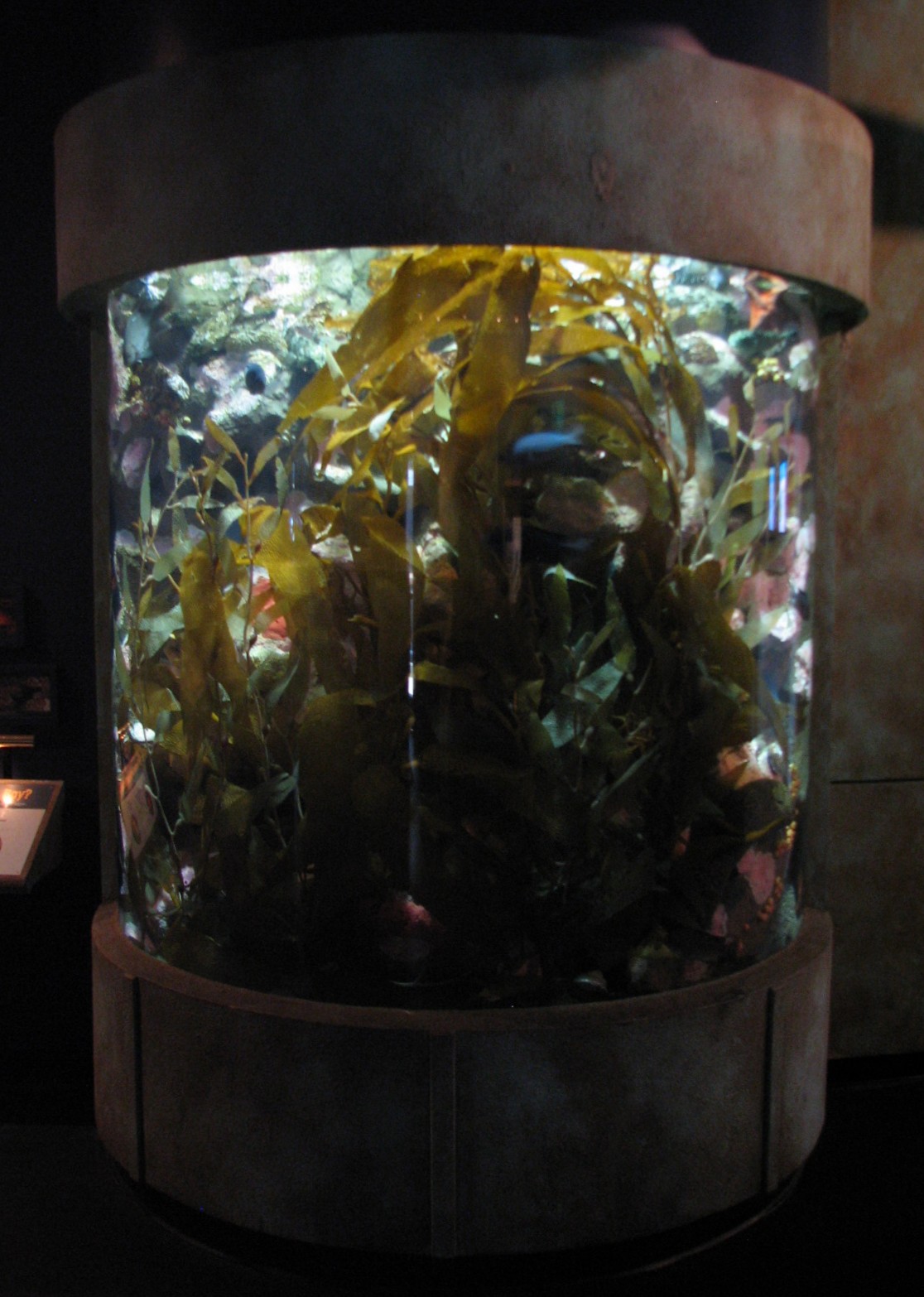 Discover the Bay - Kelp Exhibit