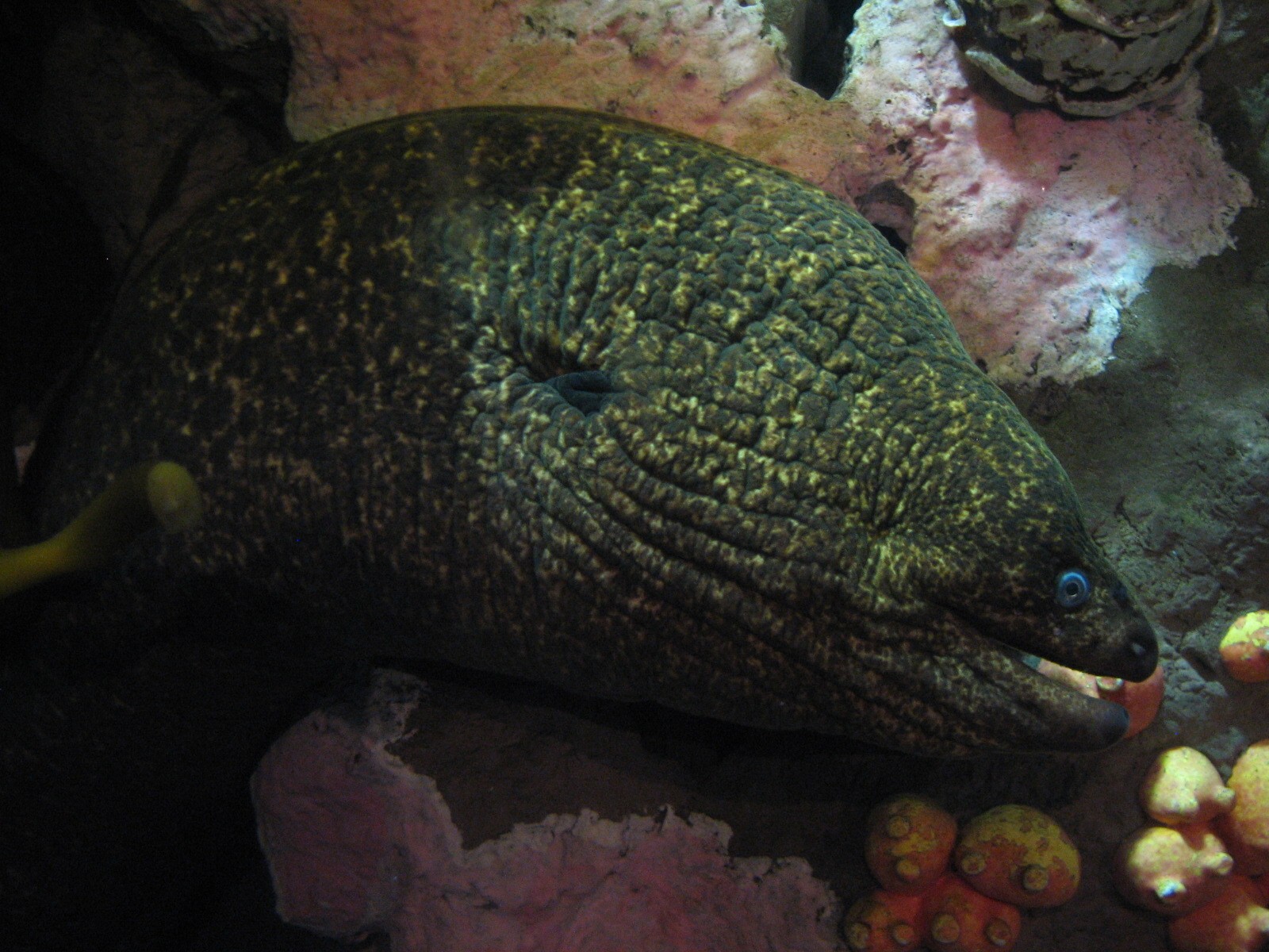 Discover the Bay - Moray Eel