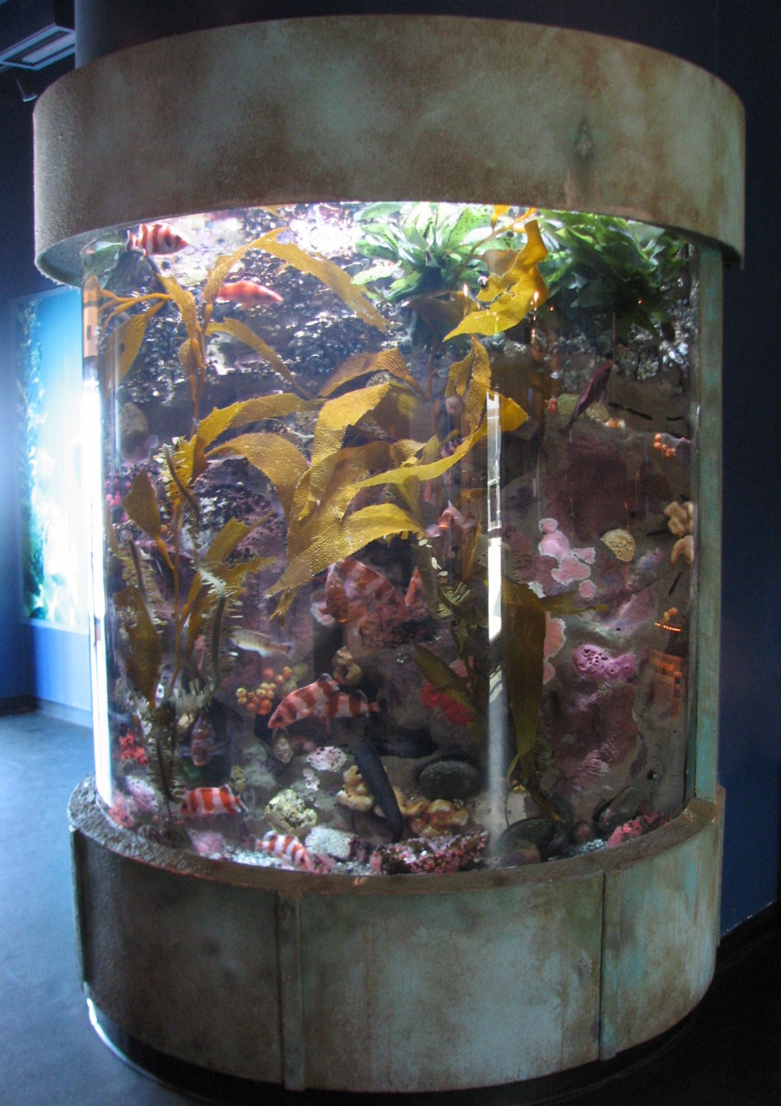 Discover the Bay - Rocky Exhibit