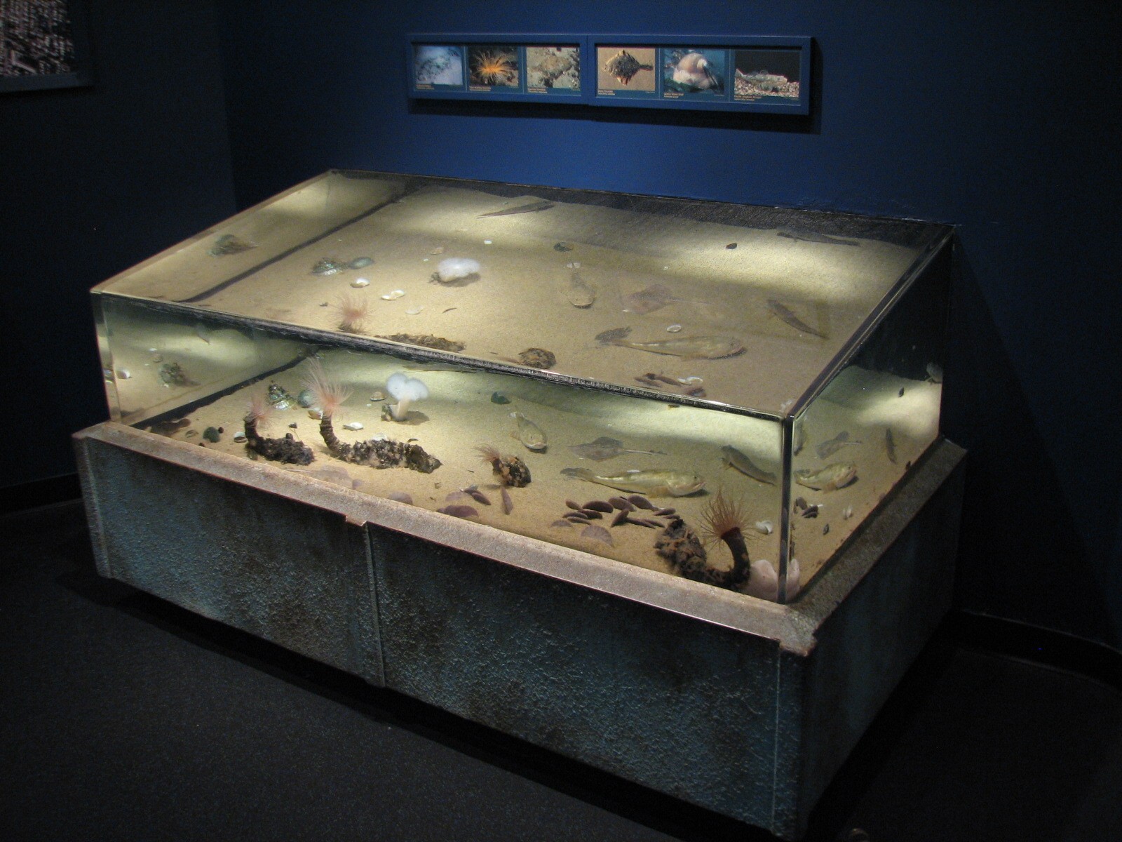 Discover the Bay - Sandy Bottom Exhibit