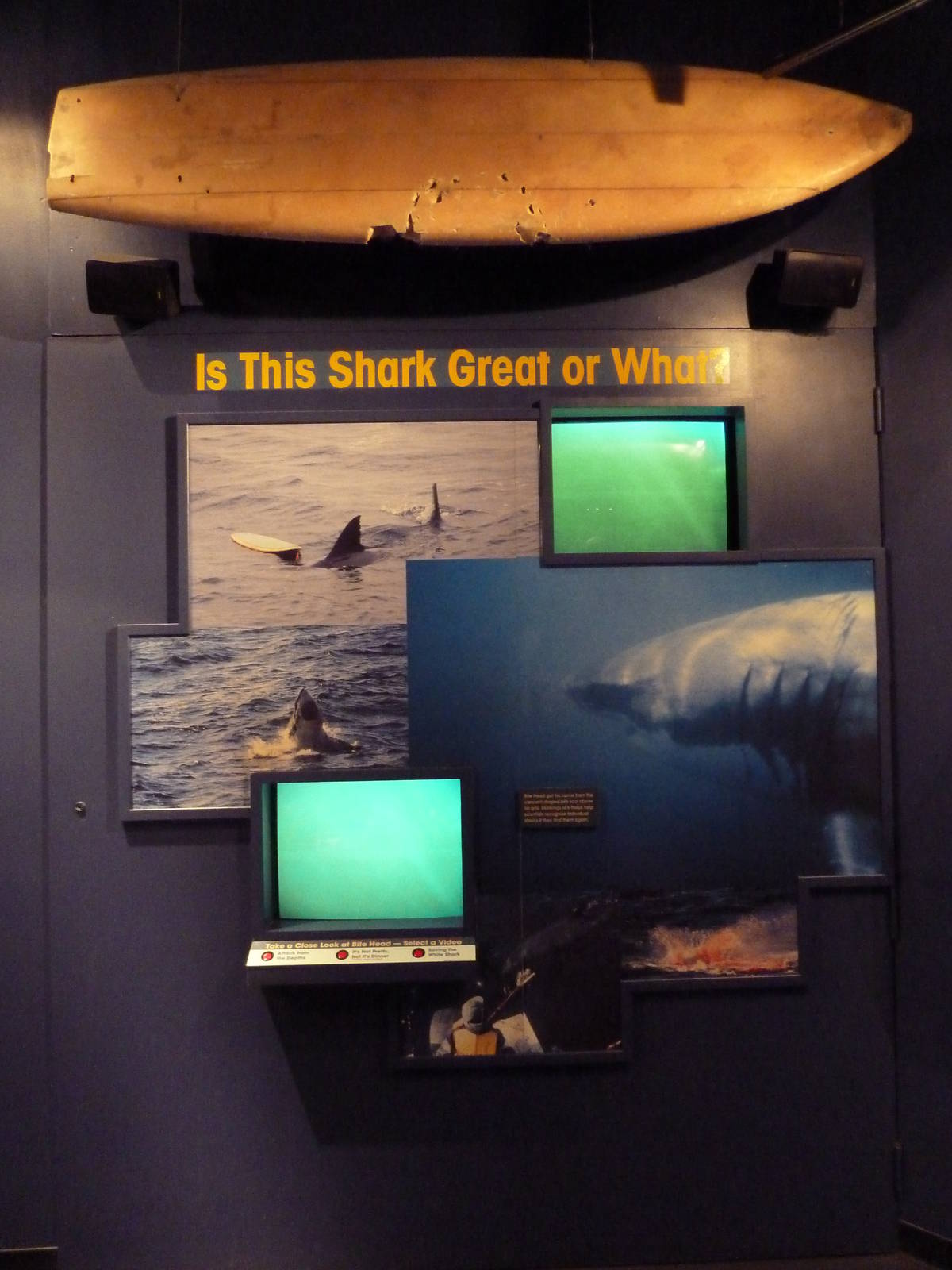 Discover The Bay - Shark Display