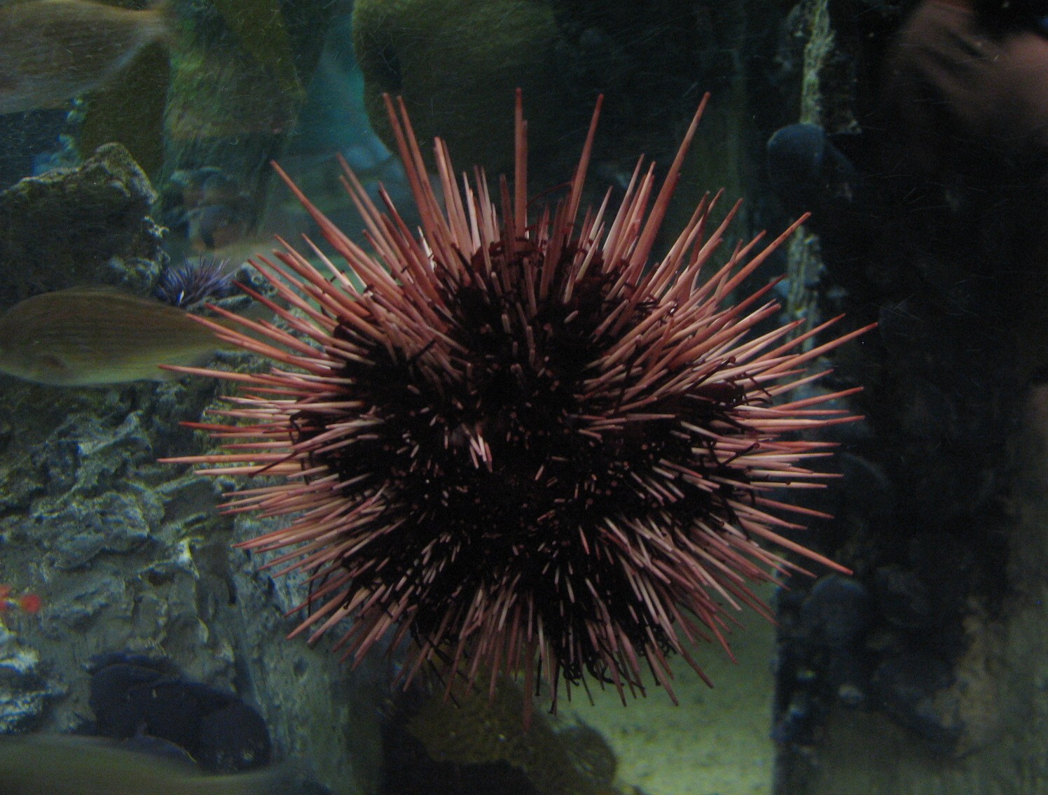 Discover the Bay - Urchin