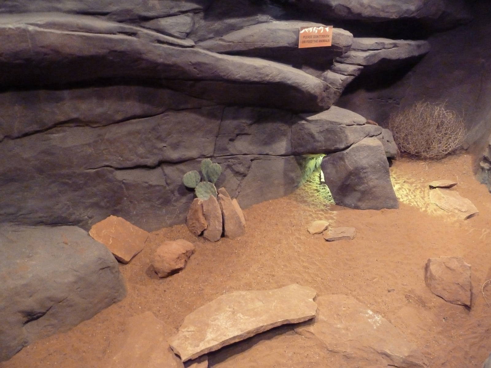 Discover Utah - Desert Tortoise Exhibit
