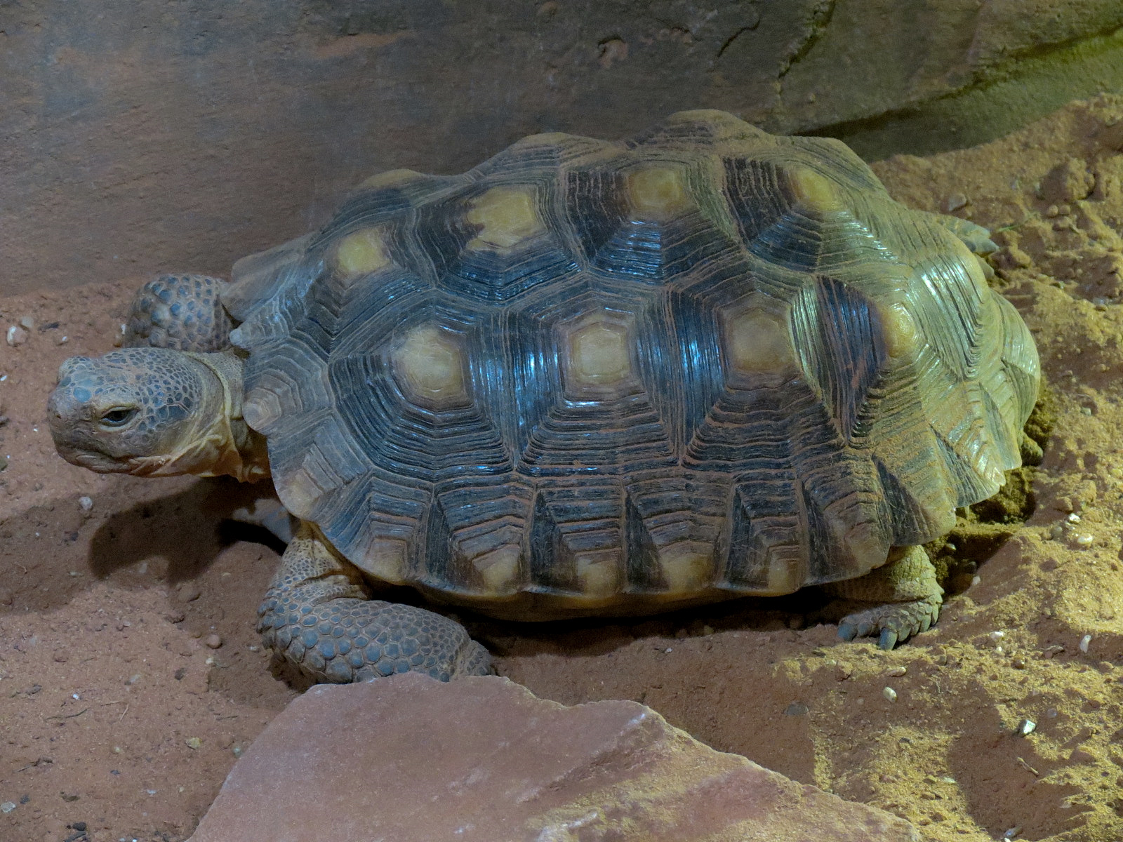 Discover Utah - Desert Tortoise Exhibit