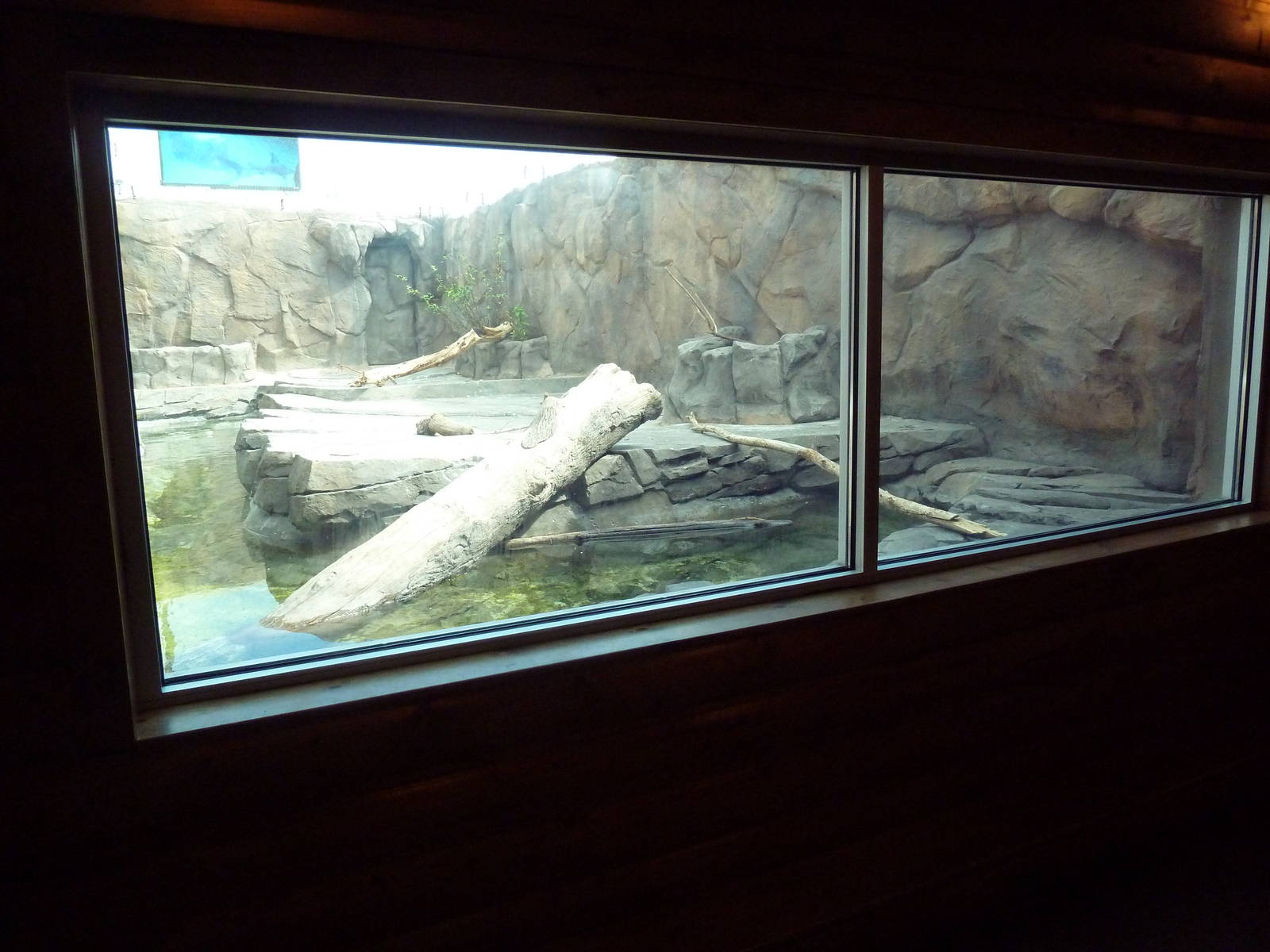 Discover Utah - North American River Otter Exhibit