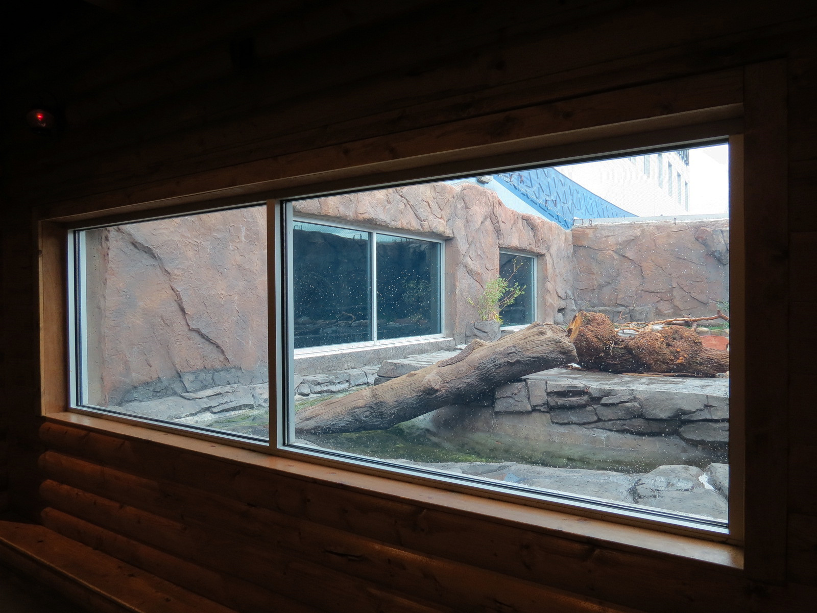 Discover Utah - North American River Otter Exhibit